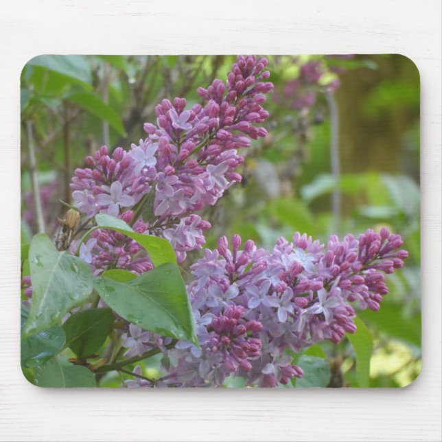 Lilacs Musmatta (Framsidan)