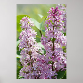 Lilacs P5390 Skriv ut Poster