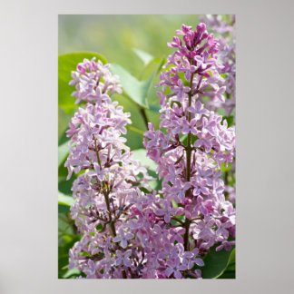 Lilacs P5390 Skriv ut Poster