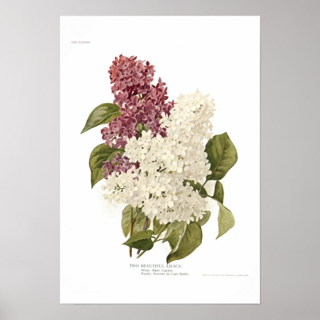 Lilacs Poster (Framsidan)