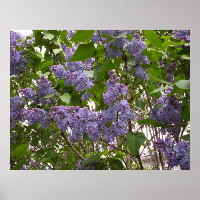 Lilacs Poster (Framsidan)