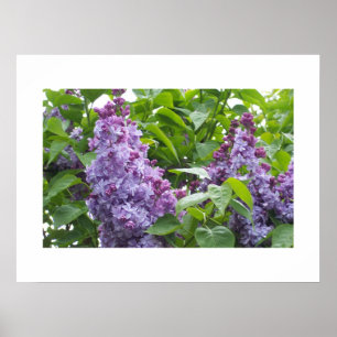 Lilacs Poster