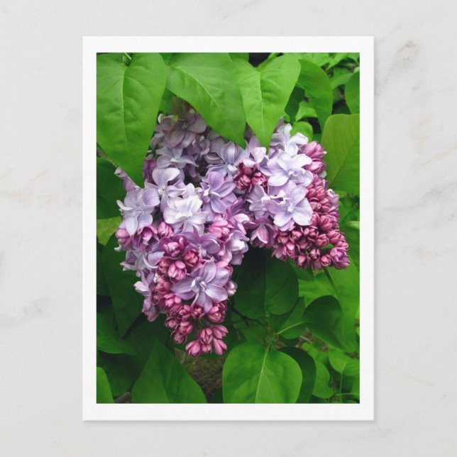 Lilacs vykort (Framsida)