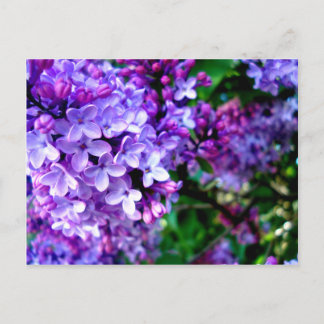 Lilacs Vykort