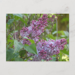 Lilacs Vykort