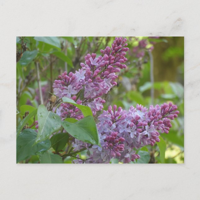 Lilacs Vykort (Framsida)