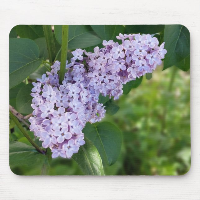 lilak-gardiner musmatta (Framsidan)