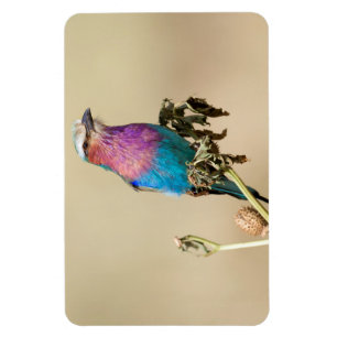 Lilakrosor Magnet