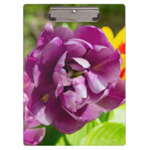 Lilaktuliper på en solig dag