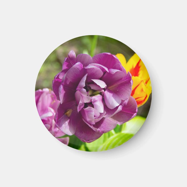 Lilaktuliper på en solig dag magnet (Framsidan)