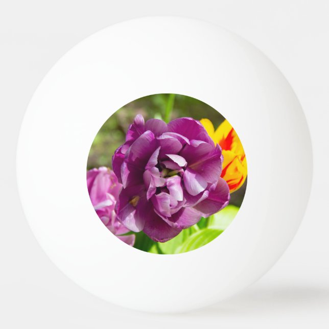 Lilaktuliper på en solig dag pingisboll (Framsidan)