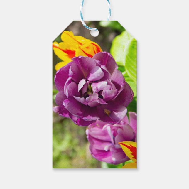 Lilaktuliper på en solig dag presentetikett (Framsidan)