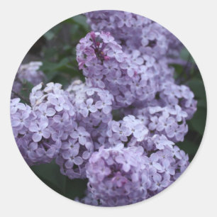 Lilan blommar klistermärken