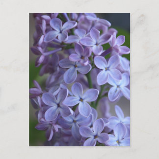 Lilas blommigt träd i blom vykort