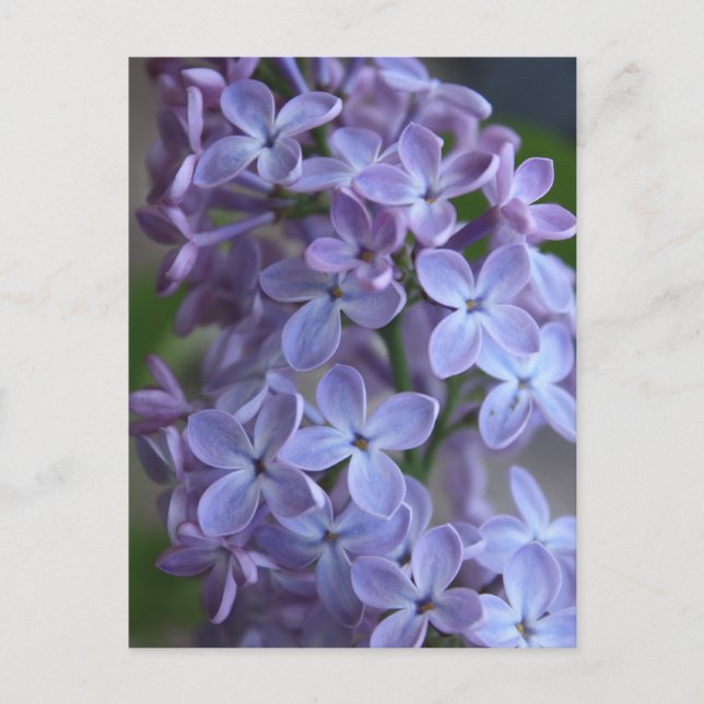 Lilas blommigt träd i blom vykort (Framsida)