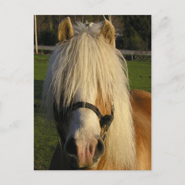 Lil'Bill Vykort (Framsida)