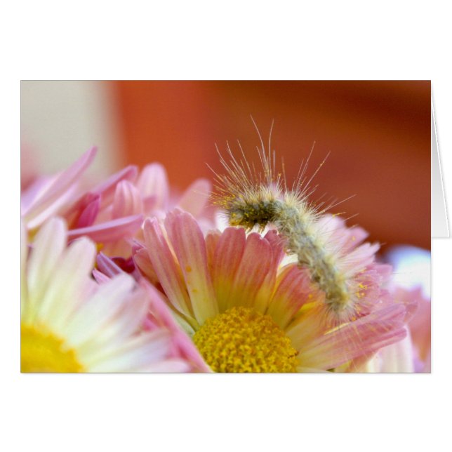 Lil'Caterpelare Hälsningskort (Framsidan Horizontal)