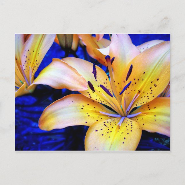 LilienArt Vykort (Framsida)