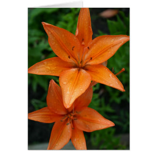 Lilies 3 hälsningskort
