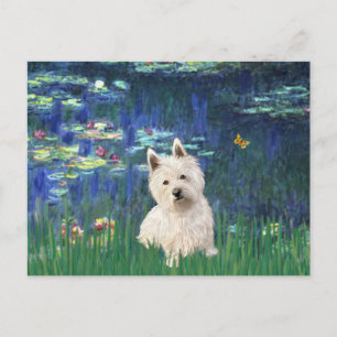 Lilies 5 - Westie 1 Vykort
