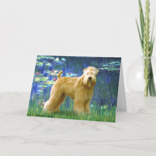 Lilies 5 - Wheaten Terrier (stativ) Kort