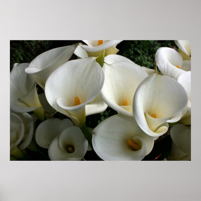 Lilies at Calla Lily Plantation, Taiwan Poster (Framsidan)