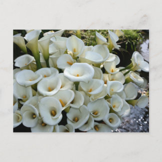 Lilies at Calla Lily Plantation, Taiwan Vykort