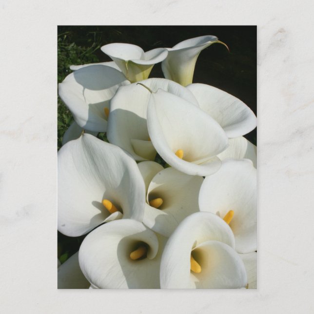 Lilies at Calla Lily Plantation, Taiwan Vykort (Framsida)