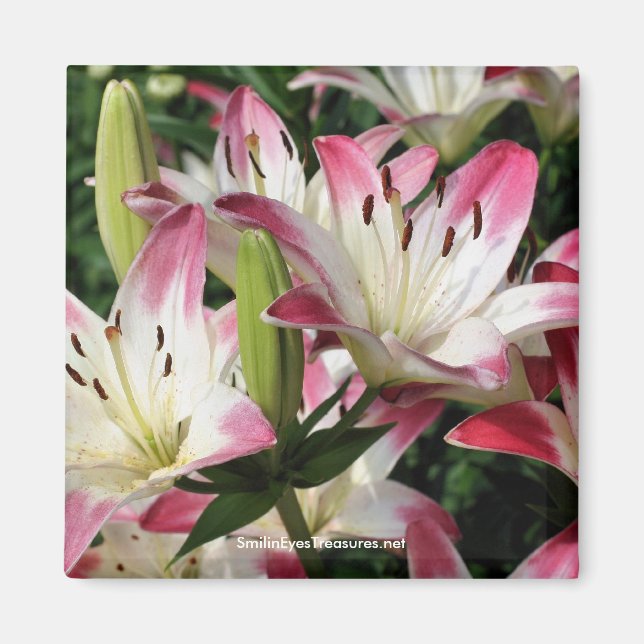 Lilies Blomsterfotografi Magnet (Framsidan)