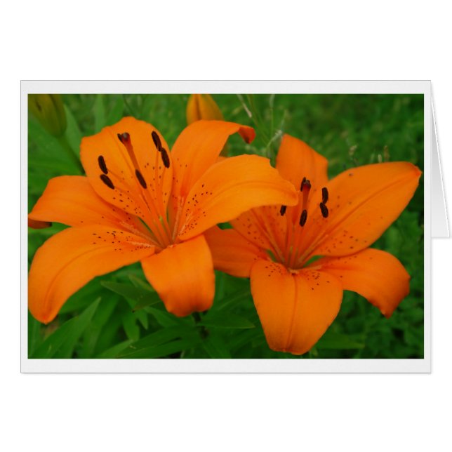 Lilies Card Hälsningskort (Framsidan Horizontal)