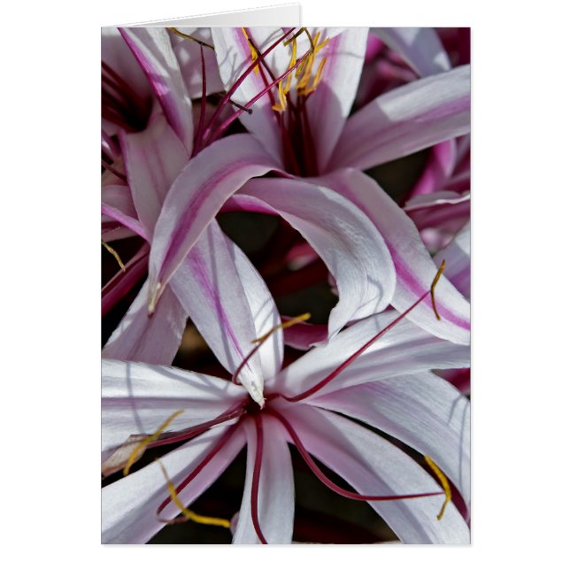 Lilies Hälsningskort (Framsidan)