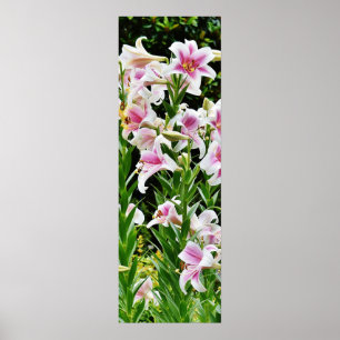 Lilies i Fält Poster