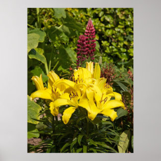 Lilies i trädgården. poster