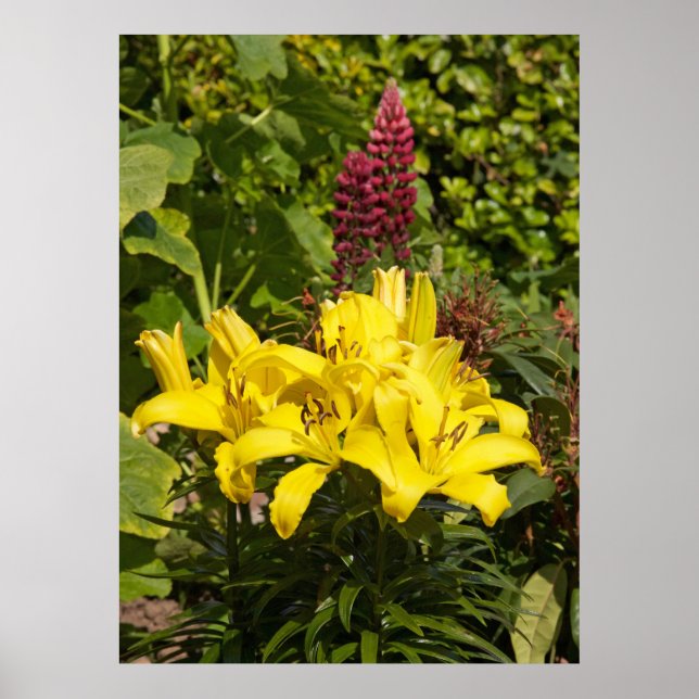 Lilies i trädgården. poster (Framsidan)