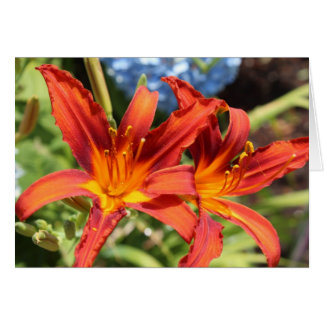 Lilies in bloom OBS kort