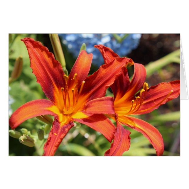 Lilies in bloom OBS kort (Framsidan Horizontal)