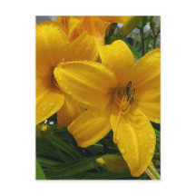 Lilies in Rain Postcard