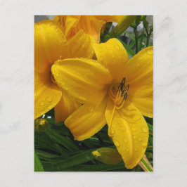 Lilies in Rain Postcard Vykort