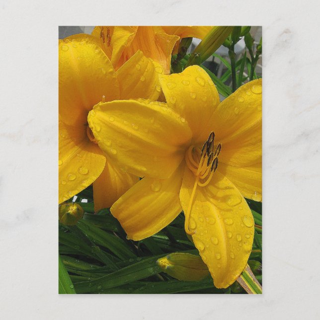 Lilies in Rain Postcard Vykort (Framsida)