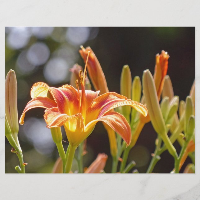 Lilies in the Sunshine (Framsida)