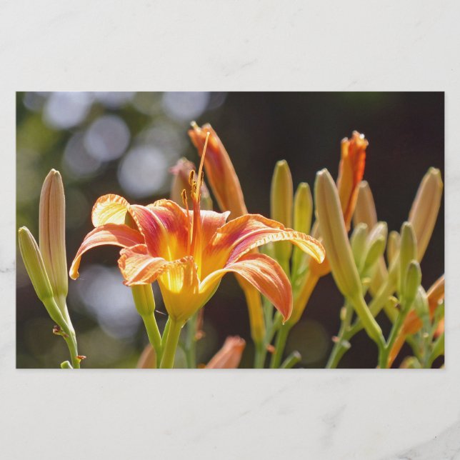 Lilies in the Sunshine Brevpapper (Framsida)