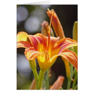 Lilies in the Sunshine Hälsningskort