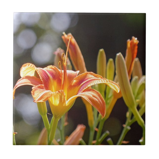 Lilies in the Sunshine Kakelplatta (Framsidan)