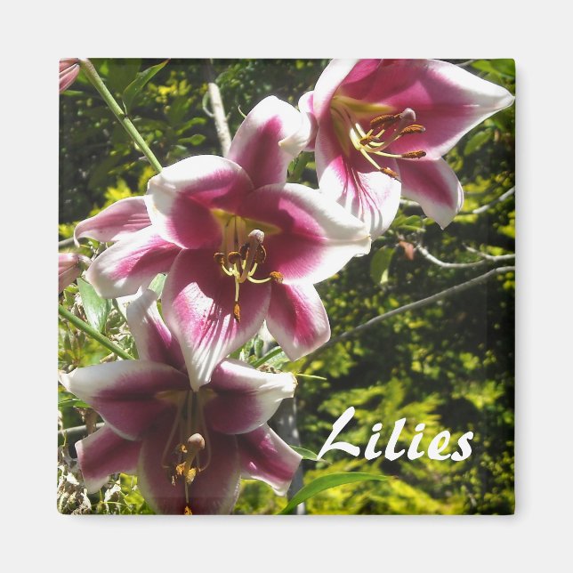 Lilies Magnet (Framsidan)