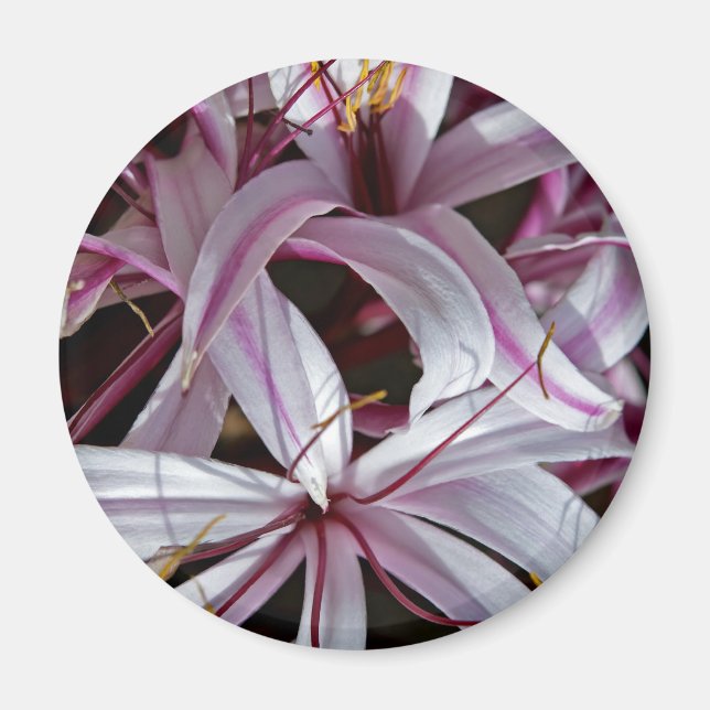 Lilies Magnet (Framsidan)