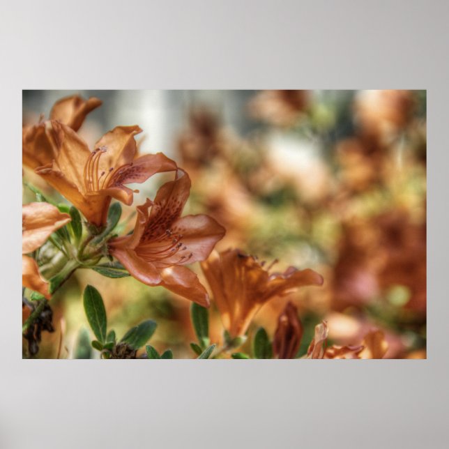 Lilies Poster (Framsidan)