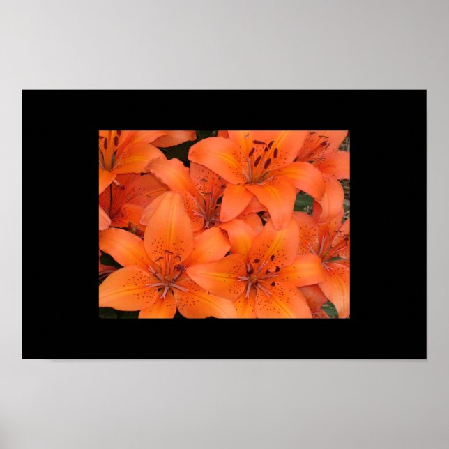 Lilies Poster (Framsidan)