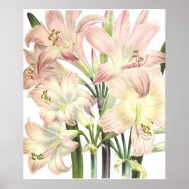 Lilies Print av Pierre-Joseph Redouté Poster
