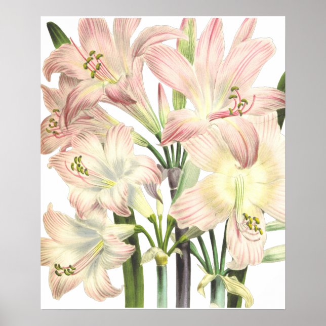 Lilies Print av Pierre-Joseph Redouté Poster (Framsidan)