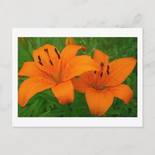 Lilies vycard vykort